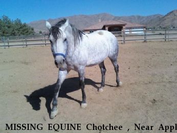 MISSING EQUINE Chotchee , Near Apple Valley, CA, 92307